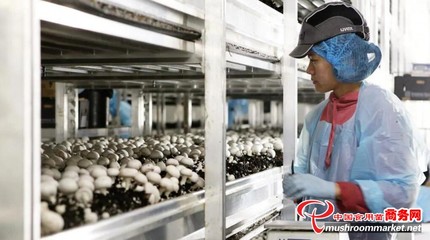 澳大利亞Costa集團(tuán)推出VR護(hù)目鏡，革新食用菌采摘優(yōu)化水果零售